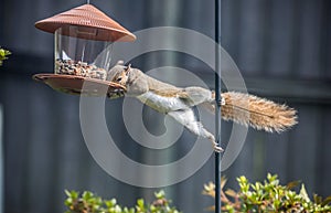 Gray Squirrel or Sciurus Carolinensis Robbing a Bird Feeder photo