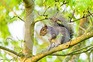 Gray Squirrel (Sciurus carolinensis) in a tree surrounded by fresh green spring foliage, in London