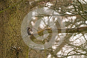 Gray Squirrel & x28;Sciurus carolinensis& x29; in the UK