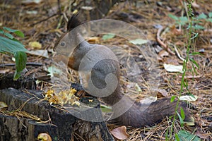 Gray squirrel sits on the grass