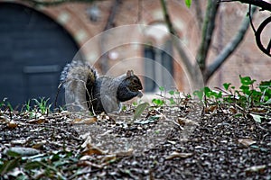 Gray squirrel, sitting, eating and walking along pine branch near heather in the forests of cairngorms national,