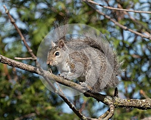 Gray squirrel sitting on a tree branch