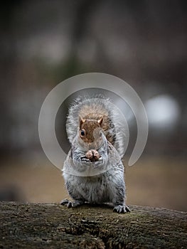 Gray squirrel sitting on a tree trunk eats a nut