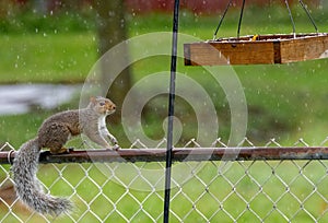 Gray squirrel standing on fence looking at birdfeeder in rain