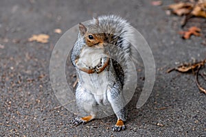 Gray squirrel stands on its hind legs, gazing to the side in anticipation