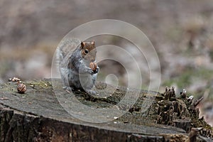 A gray squirrel with a thick tail eats a peanut