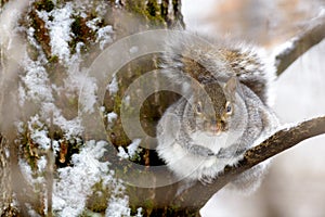 Gray squirrel in a tree