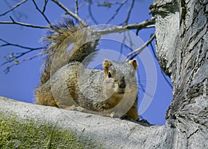 Gray squirrel on tree branch