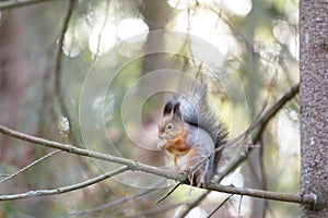 Gray squirrel on a tree branch