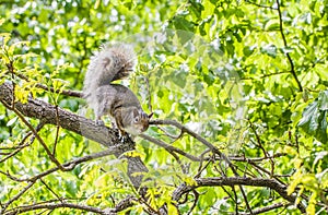 Gray squirrel on a tree branch