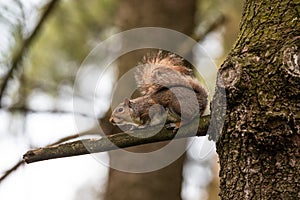 Gray squirrel on a tree branch