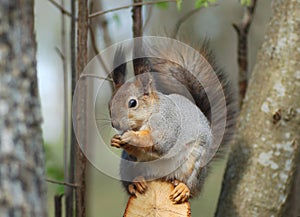 Gray squirrel on tree branch