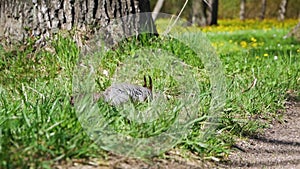 A gray squirrel with tufted ears walks among the grass in the park in search of food