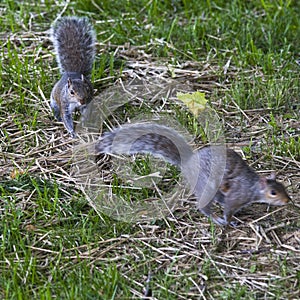 Gray Squirrels Running