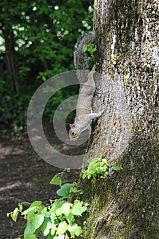 Gray squirrels on treetrunk