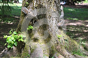 Gray squirrels on treetrunk