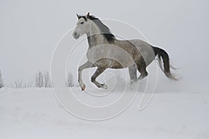 The gray stallion galloping on the slope in the snow.