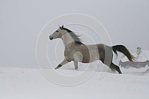 The gray stallion galloping on the slope in the snow. A horse gallops in deep snow.