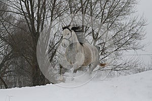 A gray stallion in a halter trots through the snow in cloudy winter weather.