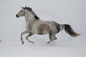 A gray stallion in a halter trots through the snow in cloudy winter weather.