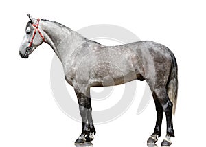 The gray stallion Orlov trotter breed stand isolated on white background