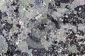 Gray stone with crustose lichen texture