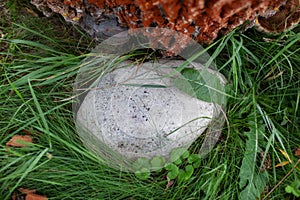 Gray stone on green lawn, closeup. Stone texture. Gray cobblestone.  Big rock on ground in park. Stone on grass field. Natural bac