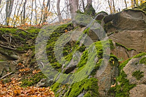 Gray stone with green moss texture background