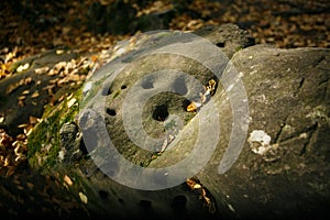 Gray stone with many small round holes in the forest, in the reserve Devil`s Fort in the Kaluga region. The name of the stone`s fi