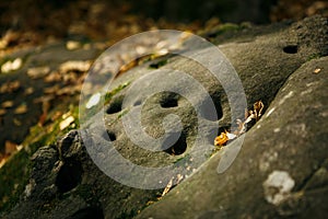 Gray stone with many small round holes in the forest, in the reserve Devil`s Fort in the Kaluga region. The name of the stone`s fi