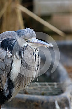 Gray stork Holds fluff in the beak