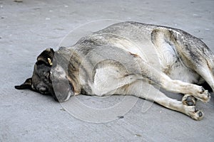 Gray stray dog lying on the street