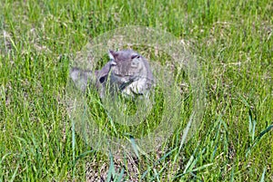 Gray street cat hunting closeup