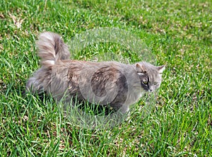 Gray street cat hunting in grass closeup