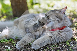 Gray street cat licking wool closeup at spring
