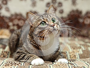 Gray stripe cat lying on carpet