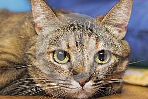 Gray striped cat