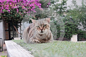 A gray-striped cat. The cat is resting on the grass.