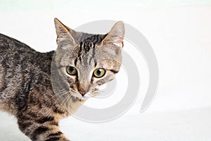 Gray striped cat on a gray background