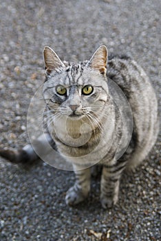 A gray striped cat with green eyes sits on the gray asphalt and looks up.