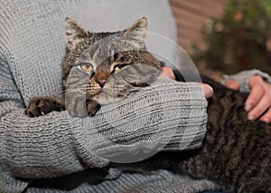 Gray striped cat