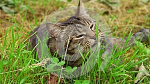Gray-striped cat lies and eats grass