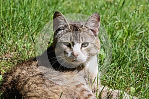Gray striped cat lies on the green grass