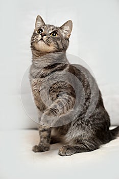Gray striped cat on a light background