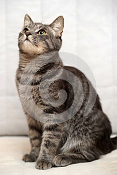 Gray striped cat on a light background