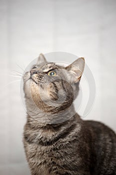 Gray striped cat on a light background