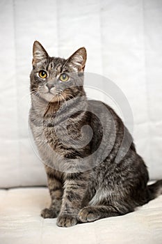 Gray striped cat on a light background