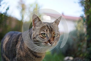 Gray striped cat looking aside
