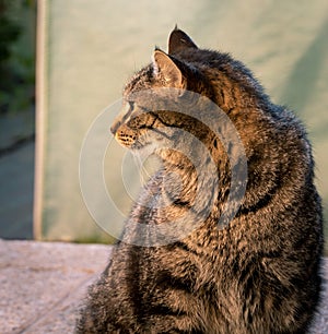 Gray striped cat looking aside while sitting