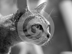 gray striped cat looking at something